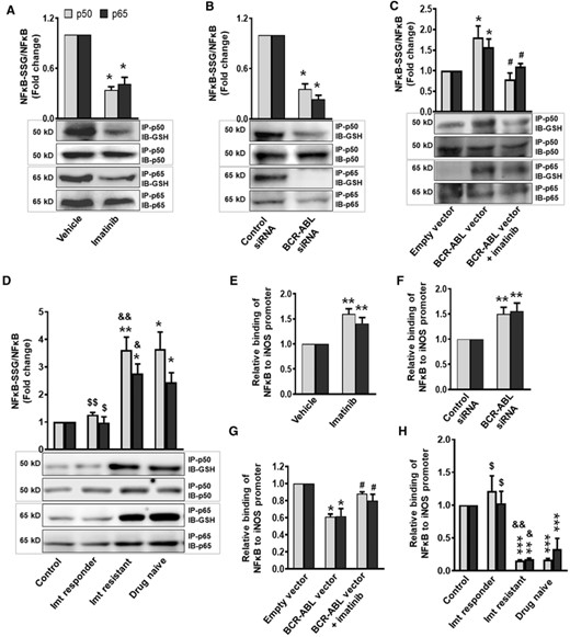 BCR-ABL through S-glutathionylation of NF-κB attenuate its binding to iNOS promoter and decrease iNOS expression. S-Glutathionylation of NF-κB (p50 and p65 subunits) in (A) imatinib treated (2 μM for 48 h) or (B) BCR-ABL siRNA transfected K562 cells, (C) BCR-ABL overexpressed HEK293T cells before and after imatinib (2 μM, 24 h) priming, and (D) in PMNs of healthy control and CML (drug naive, imatinib responder, and imatinib resistant) patients was analyzed by Western blotting. Cell lysates were immunoprecipitated (IP) with p50 or p65 antibody and immunoblotted (IB) with anti-GSH, p50 or p65 antibody. S-Glutathionylation was measured following normalization with respective protein expression. (E–H) ChIP assay demonstrating interaction of NF-κB (p50 and p65 subunits) with iNOS promoter. Cells were processed for ChIP assay using p50 or p65 antibody. The chromatin precipitates and input DNA were amplified with primers of flanking iNOS promoter region and analyzed by real-time PCR. Difference in Cp value of ChIP DNA and input DNA was used to calculate the binding of NF-κB to iNOS promoter. Relative binding of NF-κB (p50 and p65 subunits) to iNOS promoter in (E) imatinib treated or (F) BCR-ABL silenced K562 cells, (G) imatinib (2 μM, 24 h) primed HEK293TBCR-ABL cells, and (H) in PMNs of healthy control and CML patients (drug naive, imatinib responder, and imatinib resistant). NF-κB (p50 and p65 subunits) S-glutathionylation or its binding to iNOS promoter in vehicle treated/control siRNA transfected K562 cells, empty vector transfected HEK293T cells and in PMNs of healthy control was considered 1 to calculate the fold change. Data expressed as mean ± sem from 3–7 independent experiments. WB: 3–4 independent experiments. *P < 0.05, **P < 0.01, and ***P < 0.001 versus control, vehicle, control siRNA, or empty vector; $P < 0.05 and $$P < 0.01 drug naive versus imatinib responder; &P < 0.05 and &&&P < 0.001 imatinib responder versus imatinib resistant, #P < 0.05 BCR-ABL vector versus BCR-ABL vector + imatinib. Imt, imatinib