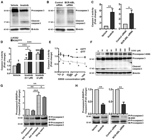 S-glutathionylation of procaspase-3 inhibit caspase-3 activity in BCR-ABL positive cells. Cleavage of procaspase-3 in (A) imatinib treated (2 μM, 48 h) or (B) BCR-ABL siRNA transfected K562 cells. β-Actin represent the loading control. (C) Caspase-3 enzyme activity as measured by acetyl-Asp-Glu-Val-Asp-7-amino-4 methylcoumarin in imatinib treated or BCR-ABL knockdown K562 cells. (D) Caspase-3 activity (represented as fold change) in control (pCMV6) and iNOS stable transfected (pCMV6-iNOS) K562 cells following treatment with imatinib (0.1 and 2 μM, 48 h). $P < 0.05 and $$$P < 0.01 versus K562 vehicle. (E and F) Lysate of healthy subjects PMNs were treated with different concentration of GSSG (0–1 mM) ± DTT (1 mM) for 90 min at room temperature and caspase activation were performed by adding cytochrome c (10 μM) and dATP (1 mM). (E) Caspase-3 activity and (F) procaspase-3 S-glutathionylation was analyzed. (G and H) S-Glutathionylation of procaspase-3 in PMNs of healthy control and CML patients (G), and in imatinib treated or BCR-ABL silenced K562 cells (H). Cell lysates were immunoprecipitated with procaspase-3 antibody and blotted with anti-GSH or procaspase-3 antibody. Procaspase-3 S-glutathionylation was measured following normalization with total procaspase-3 protein expression. Caspase-3 activity or procaspase-3 S-glutathionylation in vehicle treated/control siRNA transfected K562 cells and in PMNs of healthy control was considered 1 to calculate the fold change. Data represent mean ± SEM of 3–5 independent experiments. WB: 3 independent experiments. *P < 0.05, **P < 0.01, and ***P < 0.001. Imt, imatinib