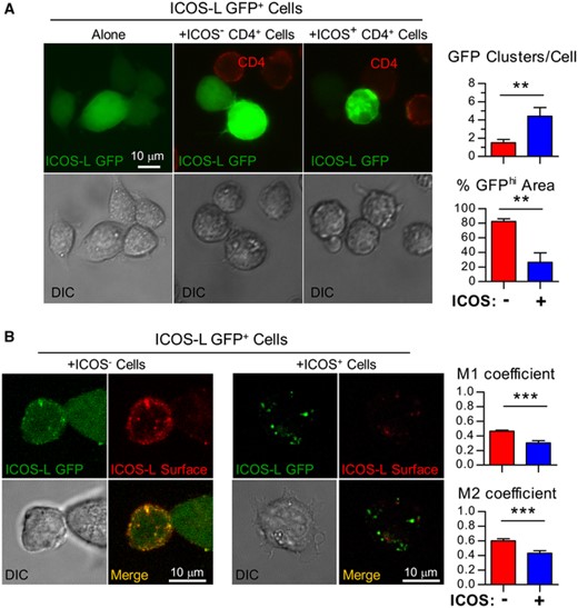 Modulation of ICOS-L from the cell surface involves internalization. (A). Cells of the B cell lymphoma M12.C3 expressing an ICOS-L GFP fusion protein (ICOS-L GFP+) were incubated for 20 min at 37°C alone (left), or co-incubated with ICOS-expressing CD4+ D10 T cells (+ICOS+ CD4+, right), or with an ICOS– mutant of D10 (+ICOS– CD4+, center). Then, they were stained for surface CD4 to identify the T cells, and analyzed by multidimensional microscopy for ICOS-L GFP (green) or CD4 (red). Clumping of ICOS-L GFP in the presence of ICOS– cells (red bars) or ICOS+ cells (blue bars) was quantified as the number of GFP fluorescence clusters/cell (GFP clusters/Cell, top graph) or the % of cell area with green fluorescence above threshold (% GFPhi area, bottom graph). (B). M12 ICOS-L GFP+ cells were co-incubated with ICOS– (left) or ICOS+ (right) D10 cells, and surface ICOS-L stained (red). The cells were analyzed by confocal microscopy for distribution of ICOS-L GFP (green) and surface ICOS-L (red); colocalization was quantified as Manders (M1, M2) coefficients in the presence of cells lacking ICOS (ICOS–, red bars) or cells expressing ICOS (ICOS+, blue bars). Differences were analyzed by the Student's t test (**: p < 0.01; ***: p < 0.001)
