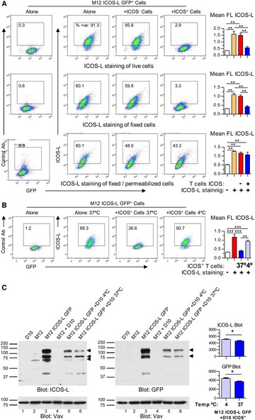 Modulation of ICOS-L from the cell surface involves temperature-dependent internalization. (A). M12 ICOS-L GFP+ cells were incubated for 15 min at 37°C alone, or co-incubated with an ICOS– mutant of D10 CD4+ T cells, or ICOS+ D10 cells, then stained for ICOS-L and CD4, and analyzed by flow cytometry. M12 ICOS-L GFP+ cells, gated as GFP+ CD4– cells, were analyzed for ICOS-L staining before (top panel) or after cell fixation (center), or after fixation and permeabilization (lower panel). Graphs on the right show ICOS-L fluorescence (FL) of M12 ICOS-L GFP+ cells incubated alone (orange bars), or with ICOS– T cells (red bars), or ICOS+ T cells (blue bars). White bars indicate FL in cells stained with control antibody. Asterisks indicate significant differences between conditions as determined by one-way ANOVA. (B). ICOS-L modulation depends on temperature, as shown by M12 ICOS-L GFP+ cells incubated for 20 min at 37°C alone, or co-incubated with ICOS+ D10 cells at 37°C or at 4°C, as indicated. Cells were stained for ICOS-L and CD4, then M12 ICOS-L GFP+ (GFP+ CD4– cells) were gated and analyzed for ICOS-L staining. Numbers inside the histograms indicate the percentage of positive cells. The graph on the right shows FL in M12 ICOS-L GFP+ cells incubated alone (red bar), or with ICOS+ T cells at 37°C (blue bar) or 4°C (light blue bar). The white bar indicates FL in cells stained with control antibody. Asterisks indicate significant differences between conditions as determined by one-way ANOVA. C. Analysis by immunoblot of cell lysates from 0.5 × 106 M12 ICOS-L GFP+ cells after incubation with 0.5 × 106 ICOS+ D10 cells for 20 min at 4°C or 37°C, as indicated. Lysates of 106 cells each of D10 cells, or untransfected M12.C3 cells, or M12 ICOS-L GFP+ cells, were included as controls. Blots were probed with ICOS-L- and GFP-specific antibodies; blots probed with anti-Vav antibodies were used as loading controls. Graphs (right) compare the corrected O.D. values (Arbitrary Units) of bands of 80 and 125 kDa in lanes 5 (4°C, light blue) and 6 (37°C, blue) of the ICOS-L blot (top graph) and the GFP blot (bottom graph). *: p < 0.05; **: p < 0.01; ***: p < 0.001. n.s.: not significant differences between triplicate determinations from one representative experiment of three (A, B) or two experiments (C). performed with similar results