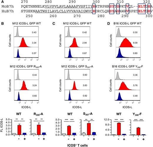 Mutation of single conserved residues in the cytoplasmic domain of ICOS-L does not affect ICOS-induced downmodulation. (A). Comparison of transmembrane (underlined) and cytoplasmic domains of mouse (Mo B7h, sequence: gi22137739) or human (Hu B7h, sequence: gi426393243) ICOS-L. Conserved residues in bold are boxed. B. M12.C3 cells transfected with wild type mouse ICOS-L (M12 ICOS-L GFP+ WT cells, top) or with a mutated form of ICOS-L (Arg300 to Ala, M12 ICOS-L GFP R300-A, bottom) were incubated at 37°C for 30 min with ICOS– (red histogram) or ICOS+ D10 cells (blue histogram), then stained in the cold for ICOS-L and CD4, and ICOS-L GFP+ cells (GFP+ CD4– cells) were gated and analyzed for surface ICOS-L. C. M12.C3 cells transfected with wild type mouse ICOS-L (M12 ICOS-L GFP+ WT cells, top) or with a mutated ICOS-L (Ser307 to Ala, M12 ICOS-L GFP S307-A, bottom) were incubated with ICOS– (red histogram) or ICOS+ D10 cells (blue histogram), and stained, gated, and analyzed for surface ICOS-L, as in (B). D. B16.F10 cells were transfected with wild type mouse ICOS-L (B16 ICOS-L GFP+ WT cells, top) or with a mutated ICOS-L (Tyr308 to Phe, B16 ICOS-L GFP Y308-F, bottom) were incubated at 37°C for 30 min with ICOS– (red histogram) or ICOS+ D10 cells (blue histogram), then stained in the cold, GFP+ CD4– B16.F10 cells were gated, and analyzed for surface ICOS-L. Grey histograms are from cells stained with a control antibody. Numbers inside the histograms indicate the mean fluorescence from the graphs below. Graphs in the bottom show the mean ICOS-L fluorescence in cells transfected with WT or mutant ICOS-L. Asterisks (**: p < 0.01; ***: p < 0.001) indicate significant differences between samples as determined by one-way ANOVA of ICOS-L fluorescence between cells incubated with ICOS– cells (red bars) or with ICOS+ cells (blue bars) from four (M12 ICOS-L GFP R300-A; B16 ICOS-L GFP Y308-F) or three (M12 ICOS-L GFP S307-A) different clones. White bars represent data from cells stained with a control antibody
