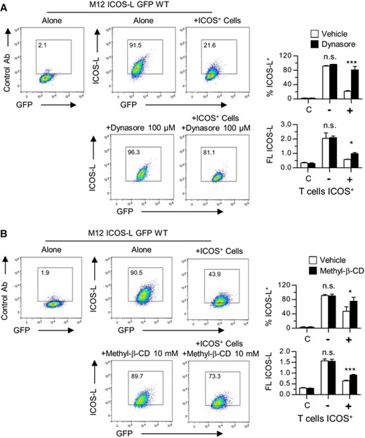 Effect on ICOS-induced downmodulation of the ICOS ligand of: (A). the Dynamin GTPase inhibitor Dynasore, or (B). membrane cholesterol depletion with Methyl-β-cyclodextrin. M12.C3 cells transfected with wild type mouse ICOS-L GFP (M12 ICOS-L GFP WT) were incubated at 37°C for 15 min with ICOS+ D10 cells in the presence of Dynasore or Methyl-β-cyclodextrin, as indicated. Then, the cells were stained in the cold, M12 ICOS-L GFP cells were gated as GFP+ CD4– cells, and analyzed for surface ICOS-L levels. Numbers inside the histograms indicate the percentage of ICOS-L positive cells. The graphs show the percentage of ICOS-L+ cells, or the mean ICOS-L fluorescence, in M12 cells incubated alone (-) or with ICOS+ D10 cells (+) in the absence (open bars) or the presence (black bars) of Dynasore or Methyl-β-cyclodextrin, as indicated. Bars in the left (C). are data from cells stained with a control antibody. Asterisks (*: p < 0.05; ***: p < 0.001) indicate significant differences between cells incubated with or without Dynasore or Methyl-β-cyclodextrin, as determined by two-way ANOVA. n.s.: not significant. Data from triplicate determinations of one representative experiment of two experiments performed with similar results
