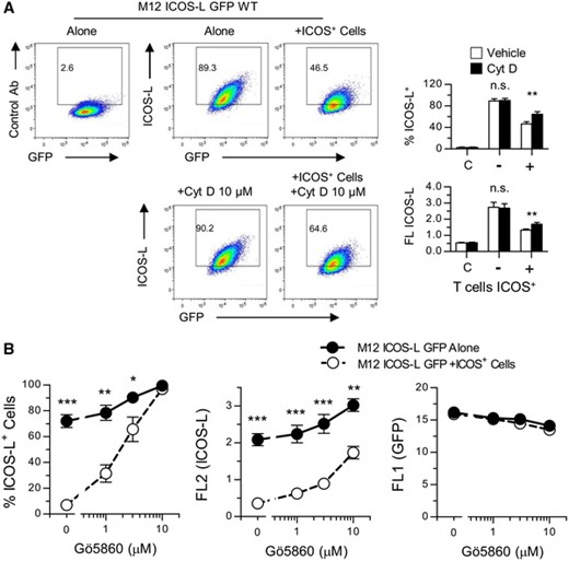 Effect of the inhibitor of actin polymerization Cytochalasin D (A). and the Protein Kinase C inhibitor Gö6850 (B). on the downmodulation of ICOS-L induced by ICOS+ cells.