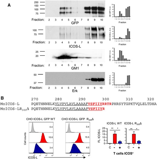 ICOS-L is present in cholesterol-rich detergent-insoluble membrane lipid rafts, and role of the cytoplasmic domain and CRAC motifs in ICOS-L internalization.