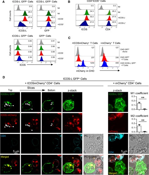 Transfer of ICOS during co-incubation of cells expressing ICOS and ICOS-L.