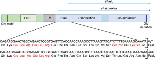 Murine FasL protein structure. The cytoplasmic, transmembrane, and extracellular domains are depicted in green, gray, and blue, respectively. The location of the casein kinase I motif (CKI), proline-rich region (PRR), and the inactivating gld mutation are indicated, as are the stalk, trimerization, and Fas-interaction regions of the extracellular domain. Potential cleavage sites are indicated by the red font in the expanded stalk region and the inactivating mutations found in ΔCS mice are indicated in the lower panel in blue highlight. Regions corresponding to the soluble fragments soluble FasL fragment (sFasL) and sFasL-extra are shown at the top of the figure