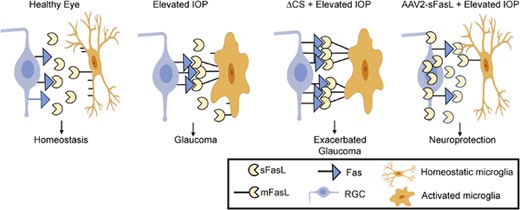 Membrane-associated FasL (mFasL) and soluble FasL fragment (sFasL) exhibit opposing effects on the development of glaucoma. In the healthy eye, Fas ligand (FasL) is constitutively cleaved and sFasL maintains a noninflammatory homeostatic environment. Following elevated intraocular pressure (IOP), microglia become activated and up-regulate expression of FasL, with a shift from sFasL to mFasL contributing to the apoptosis of retinal ganglion cells (RGCs). In ΔCS mice, the inability to cleave FasL results in accelerated and much more severe glaucoma. Intravitreal injection of AAV2-sFasL results in constitutive sFasL production by long-lived neurons and provides significant neuroprotection of RGCs and axons