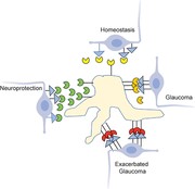 Graphical Abstract