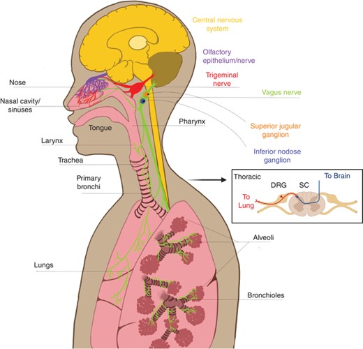Sensory innervation of the upper and lower airways. The upper airways include the nose, nasal cavity, sinuses, and pharynx. The nasal cavity contains special olfactory neurons that extend axons into the nasal epithelium across the cribiform plate (purple). The nasal cavity and sinuses are also innervated by nociceptors that originate from the trigeminal nerve (red). The back of the nasal cavity and pharynx are also innervated by the superior division (jugular ganglion, orange) of the vagus nerve (green). Lower airways of the lungs, which the larynx and all structures below, are innervated by the inferior division (nodose ganglion, blue) of the vagus nerve and nociceptors originating in thoracic dorsal root ganglia (DRGs, inset). Arrow to inset: (cross-section spinal cord with DRG). Nociceptors have one end of their bifurcated axons in the periphery and the other end in the central nervous system (yellow), with cell bodies in the ganglia