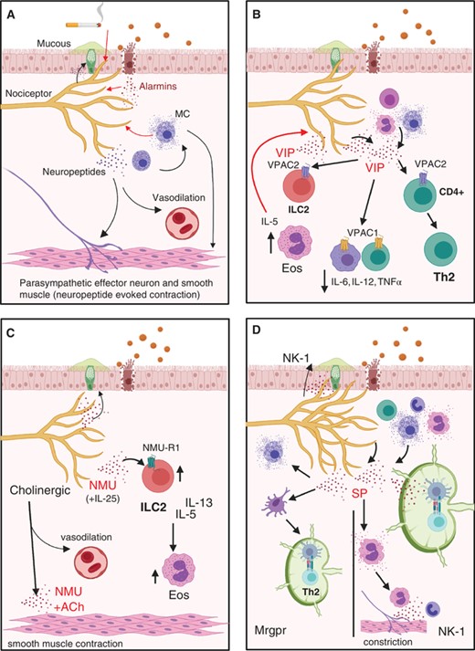 Nociceptors contribute to type 2 inflammation and airway constriction. (A) Nociceptors are able to respond to (red arrows) environmental irritants, alarmins, and mast cell products by secreting neuropeptides that can contribute to airway constriction (black arrows). (B) VIP to VPAC1 signaling suppresses release of proinflammatory cytokines from alveolar macrophages and T cells. VPAC2 signaling on ILC2s contributes to eosinophil (Eos) recruitment and a positive feedback loop of VIP release by nociceptors, as well as Th2 differentiation. (C) NMU-NMU-R1 signaling on ILC2s increases their proliferation and cytokine production. (D) SP+ afferents are highly branched in asthmatic lungs. SP can signal (left) through Mrgpr receptors on mast cells to evoke cytokine release and dendritic cells to evoke migration to the lymph node and antigen presentation instructing TH2 phenotype. SP can also signal (right) through NK-1 to evoke degranulation, recruit cells, and potentiate antigen presentation and T cell survival in the lymph node