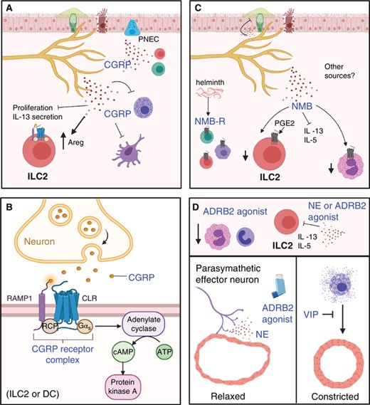 Some neuropeptides and neurotransmitters suppress type 2 inflammation (CGRP and NMB) and counter airway constriction (VIP, NE). (A) CGRP can be released by nociceptors, PNECs, and immune cells. CGRP suppresses type 2 immunity by inhibiting mast cell degranulation, ILC2 proliferation, IL-13 secretion, and DC migration. It also induces ILC2 into a regulatory phenotype (Areg+). (B) Signaling through the CGRP receptors leads to increased cAMP and PKA signaling. (C) The cellular source of NMB is unclear, but helminth infection induced the expression of its receptor (NMBR) in ILC2s, T cells, and alveolar macrophages. NMB suppresses ILC2 type 2 cytokine production, reduces mucous production and eosinophil accumulation. In the presence of PGE2, a suppressor of ILC2 proliferation, the NMB receptor expression is induced. (D) Norepinephrine (NE) and ARDB2 agonists suppress ILC2 production of IL-5 and IL-13. Additionally, both ARDB2 and VIP signaling contribute to relaxation of airways