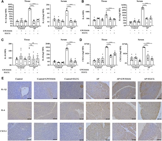 GW311616 and EGCG regulate systemic inflammation. (A) Quantification of IL-1β levels in the pancreatic tissue and serum. (B) Quantification of IL-6 levels in the pancreatic tissue and serum. (C) Quantification of IL-10 levels in the pancreatic tissue and serum. (D) Quantitative measurement of CXCL1 levels in the pancreatic tissues and serum. (E) Representative immunohistochemistry images of pancreatic tissue sections stained for IL-1β, IL-6, and CXCL1 in the indicated groups. Scale bars: 100 μm. Data are presented as the means ± sem (n = 6). ****p < 0.0001; ns, not significant. AP, acute pancreatitis; EGCG, epigallocatechin-3-gallate; MFI, median fluorescence intensity
