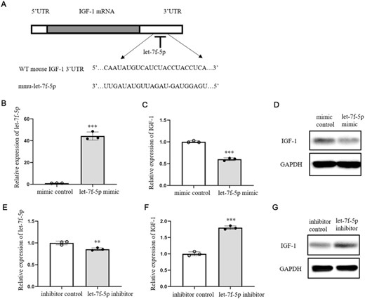 Let-7f-5p down-regulated its target IGF-1 in DETCs. (A) The binding site between WT IGF-1 3′ UTR and let-7f-5p. (B-D) let-7f-5p mimic or mimic control (10 nM) was transfected into DETCs with lipofectamine™ RNAiMAX transfection reagent (lipofectamine RNAiMAX) and then cultured for 24 h. The expression of let-7f-5p was tested by qRT-PCR (B). The expression of IGF-1 was detected by qRT-PCR (C) and WB (D). (E–G) let-7f-5p inhibitor or inhibitor control (100 nM) was transfected into DETCs with lipofectamine RNAiMAX and then stimulated by IL-1β for 24 h. Let-7f-5p expression was analyzed by qRT-PCR (E). The expression of IGF-1 was detected by qRT-PCR (F) and WB (G). The data represent the mean ± sd of 3 independent experiments. p Value was assessed by two-tailed Student's unpaired t-test (B, C, E, and F) (**p < 0.01, ***p < 0.001)