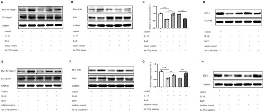 NF-κB impeded IGF-1 expression via let-7f-5p. (A–D) DETCs were allocated into 5 groups according to different treatments: control, IL-1β (100 ng/ml), IL-1β+BAY 11–7082 (10 μM), IL-1β+BAY 11–7082+mimic control (10 nM), IL-1β+BAY 11–7082+let-7f-5p mimic (10 nM). DETCs were pretreated with BAY 11–7082 for 1 h before the addition of IL-1β and/or let-5p mimic/ mimic control. (A and B) Cells were stimulated for 30 min. (A) The expression of phospho-NF-κB p65 (Ser536) and total NF-κB p65 in DETCs were analyzed by WB. (B) The expression of phospho-IκBα (Ser32) and total IκBα in DETCs were analyzed by WB. (C and D) Cells were stimulated for 24 h. The expression level of IGF-1 was detected by qRT-PCR (C) and WB (D). (E–H) DETCs were divided into 5 groups according to different treatments: control, IL-1β, IL-1β+BAY 11–7082 (10 μM), IL-1β+inhibitor control (100 nM), IL-1β+let-7f-5p inhibitor (100 nM). DETCs were pretreated with BAY 11–7082 for 1 h before the addition of IL-1β and/or let-5p inhibitor/ inhibitor control. (E and F) Cells were stimulated for 30 min. The expression of phospho-NF-κB p65, total NF-κB p65 (E), phospho-IκBα and total IκBα (F) in DETCs were analyzed by WB. (G and H) Cells were cultured for 24 h. (G) The expression of IGF-1 mRNA in DETCs was determined by qRT-PCR. (H) The protein expression level of IGF-1 was monitored by WB. Bars show the mean ± sd. p Values in C and G were calculated using one-way ANOVA with Bonferroni's multiple comparison test between the 2 groups marked under the horizontal lines (ns no statistical significance, *p < 0.05, **p < 0.01, ***p < 0.001). All data represent at least 3 independent experiments