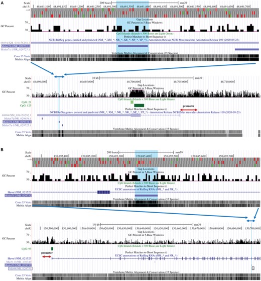 The locations of pre-miRNAs in Genome Reference Consortium Mouse Build 39 (GCA_000001635.9) GRCm39 were obtained from UCSC. (A) The purple line segment in the upper lane indicates let-7f-1, which is located in the 3′UTR region of LOC 118568094. The blue arrows indicate the position of the upper lane in the lower lane. (B) The purple line segment in the upper lane indicates let-7f-2, which is located in the intron region of Hawe1. The blue arrows indicate the position of the upper lane in the lower lane. MiR-98 is circled by the black box. The promoter's location is shown with red arrows. CpG islands are represented by green line segments