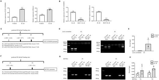 NF-κB p65 could directly bind the promoter of LOC118568094 and facilitate the transcription of pre-let-7f-5p. (A) DETCs were stimulated by IL-1β (100 ng/ml) for 24 h. Control cells were treated with equivalent PBS. The mRNA expression levels of LOC118568094 and HUWE1 were detected by qRT-PCR. (B) DETCs were stimulated by IL-1β (100 ng/ml) for 24 h. Inhibition group of DETCs was pretreated with BAY 11–7082 for 1 h before the addition of IL-1β. QRT-PCR was conducted to analyze the expression levels of LOC118568094 and HUWE1. (C and F) Schematic illustrations of predicted NF-κB binding sites in the promoter of LOC118568094 or HUWE1, which were named as P1–P3 or P1–P2, and labeled with sequences and scores. (D and G) RT-PCR analysis of the precipitated DNA. First lanes represent DNA ladder. (E and H) QRT-PCR analysis of the precipitated DNA. The data represent the mean ± sd of 3 independent experiments. p Values were calculated using two-tailed Student's unpaired t-test (A, B, and H), and one-tailed Mann–Whitney test (E) (*p < 0.05, ***p < 0.001)