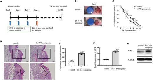 Wound healing in ischemic model was promoted by let-7f-5p antagomir injection in wound margin. (A) Ischemic wounds were treated with let-7f-5p antagomir or control antagomir (5 nM/wound) on days 0, 1, and 2 after wounding. Wound margins for the following analysis were collected on day 3 postwounding (n = 3–5/group). Wound healing was observed until day 12 after excision (n = 10/group). (B) Representative wound healing images on day 3 after excision of ischemic wound treated with let-7f-5p antagomir or control. The blue discs indicate the initial wound size (diameter = 4 mm). (C) Wound closure rates were calculated on days 0, 2, 4, 6, 8, 10, and 12 postwounding. (D) Ischemic wound margins of let-7f-5p antagomir and control was stained with H&E. (E) Length of the neoepithelium in wound margins of let-7f antagomir and control. (F and G) Expression of IGF-1 was analyzed by qRT-PCR (F) and WB (G). The data represent the mean ± sd of 3 independent experiments. p Values were calculated by one-way ANOVA with Bonferroni posttests (C) or two-tailed Student's unpaired t-test (E and F) (*p < 0.05, **p < 0.01, ***p < 0.001)