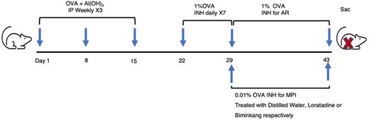 AR and MPI model mice and treatment protocols. BALB/c mice were sensitized weekly with OVA + Al(OH)3 for 3 times. One week later, mice were inhaled with 1% OVA for 7 days to establish AR model. Then, MPI model mice were inhaled with 0.01% OVA and AR model mice were inhaled with 1% OVA for 14 days. Meanwhile the MPI mice were treated with distilled water, Loratadine or Biminkang for 14 days respectively. IP, intraperitoneal injections. INH, inhaled