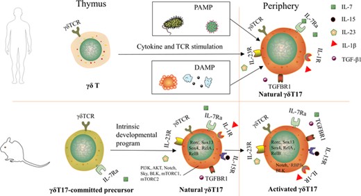 Development of γδ T17 cells in human and mouse. γδ T17 cells do not exist in human thymus, and human γδ T17 cells only appear in peripheral inflammatory conditions, whether pathogen-associated molecular pattern (PAMP) or damage-associated molecular pattern (DAMP). In mice, γδ T17 cells are thought to be uniquely developed in the fetal/perinatal thymus. The precommitted γδ T17 cells differentiated into mature γδ T17 cells through the intrinsic developmental program and were then activated in the peripheral