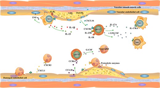 γδ T17 cells participate in vascular disease injury process. γδ T17 cells in arteries are mainly recruited to the damaged site by CXCL16 and CCL20 released by damaged vascular endothelial cells (ECs). Second, the ligand CXCR6 of CXCL16 is also expressed on the surface of macrophages. Activated γδ T17 cells recruit macrophages and neutrophils in peripheral blood by releasing IL-17A, GM-CSF, and G-CSF and aggravate vascular damage. Third, endothelial cells stabilize recruited immune cells by releasing ICAM-1
