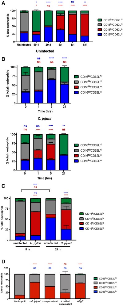 C. jejuni induction of CD16hi/CD62Llo neutrophils is multiplicity of infection (MOI) and time dependent. (A) Neutrophils were left uninfected or infected with C. jejuni at the indicated varying MOIs for 5 h. Expression of CD16 and CD62L was measured after 5 h. (B) Neutrophils were left uninfected or infected with C. jejuni at an MOI of 1:1. Expression of CD16 and CD62L was measured at 0, 1, 5, and 24 h. (C) Neutrophils were left uninfected or infected with H. pylori at an MOI of 1:1. Expression of CD16 and CD62L was measured at 5 and 24 h. (D) Neutrophils were left uninfected or infected with C. jejuni at an MOI of 1:1, coincubated with C. jejuni supernatant, coincubated with boiled C. jejuni supernatant, or infected with an invasion-deficient mutant strain of C. jejuni at an MOI of 1:1. Expression of CD16 and CD62L was measured at 5 h. Representative graphs, n = 3, separate donors. Percentage of neutrophils are displayed as mean + sem. Multiple comparison testing was performed using ANOVA with Tukey's post-hoc test. *p < 0.05, **p < 0.01, ***p < 0.001, ****p < 0.0001 compared with (A) uninfected, (B) 0 h uninfected, (C) uninfected at corresponding timepoints, and (D) uninfected