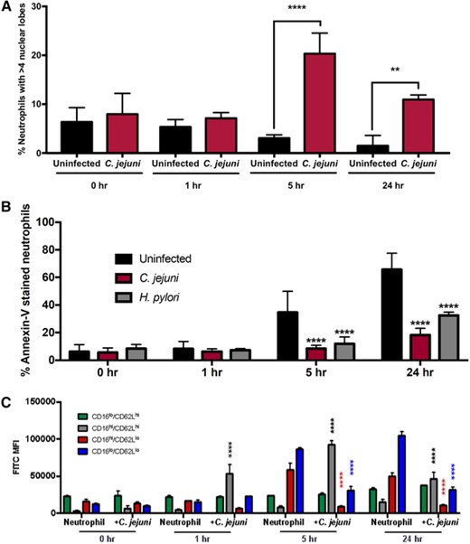 Incidence of hypersegmentation increases and apoptosis decreases at 5 and 24 h in C. jejuni-infected neutrophils. (A) Occurrence of hypersegmentation of neutrophil nuclei as measured at 0, 1, 5, and 24 h in uninfected and C. jejuni-infected neutrophils (MOI 1:1). Hypersegmentation is defined as > 4 nuclear lobes. (B) Occurrence of apoptosis as measured by Annexin-V staining at 0, 1, 5, and 24 h in uninfected, C. jejuni- and H. pylori-infected neutrophils (MOI 1:1). (C) Occurrence of apoptosis per neutrophil subtype as measured by Annexin-V staining and expression of CD16 and CD62L at 0, 1, 5, and 24 h in uninfected and C. jejuni-infected neutrophils (MOI 1:1). Percentage of neutrophils are displayed as mean + sem. One-way ANOVA with Tukey's post-hoc test. *p < 0.05, **p < 0.01, ***p < 0.001, ****p < 0.0001 compared with uninfected at corresponding timepoints. (A) n = 3, separate donors, > 150 neutrophils scored per timepoint, (B) n = 3, separate donors, representative graph, and (C) n = 2, separate donors, representative graph