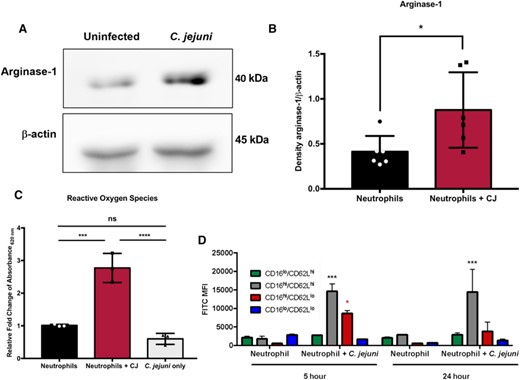 Arginase-1 expression and reactive oxygen species production are increased in neutrophils infected with C. jejuni (MOI 1:1) for 5 h when compared to uninfected neutrophils. (A) Western blot of arginase-1 and β-actin of uninfected and C. jejuni-infected neutrophil lysates. (B) Densitometry of arginase-1 relative to β-actin. (C) Relative fold-change of reactive oxygen species production as measured using NBT compared with uninfected neutrophils from absorbance at 620 nm values. (D) Abundance of reactive oxygen species per neutrophil subtype as measured by H2DCFDA staining and expression of CD16 and CD62L at 5 and 24 h in uninfected and C. jejuni-infected neutrophils (MOI 1:1). Densitometry and fold change displayed as mean + SEM. (B) Mann–Whitney test and (C) one-way ANOVA. *p < 0.05, **p < 0.01, ***p < 0.001, ****p < 0.0001 compared with uninfected. (A) Representative image, n = 3, separate donors, (B) n = 3, separate donors, (C) n = 3, separate donors, and (D) n = 2, separate donors