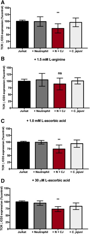 TCRζ chain reduction in Jurkats incubated with C. jejuni-infected neutrophils is restored in the presence of 1.5 mM l-arginine, not 1.0 mM or 30 μM l-ascorbic acid. (A) TCRζ expression relative to CD3 normalized to Jurkats alone in RPMI 1640 + 10% FBS. (B) TCRζ expression relative to CD3 normalized to Jurkats alone in RPMI 1640 + 10% FBS + 1.5 mM l-arginine. (C) TCRζ expression relative to CD3 normalized to Jurkats alone in RPMI 1640 + 10% FBS + 1.0 mM l-ascorbic acid. (D) TCRζ expression relative to CD3 normalized to Jurkats alone in RPMI 1640 + 10% FBS + 30 μM l-ascorbic acid. %TCRζ expression expressed as mean + SEM. One-way ANOVA with Tukey's post-hoc test. *p < 0.05, **p < 0.01, ***p < 0.001, ****p < 0.0001 compared with uninfected (A) n = 5, separate donors, (B) n = 3, separate donors, (C) n = 3, separate donors, and (D) n = 3, separate donors