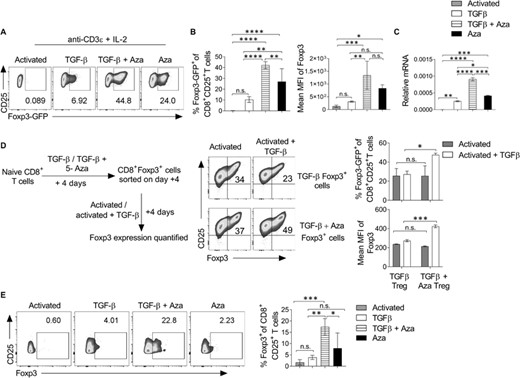TGF-β and Aza promote the differentiation of Foxp3+CD8+ Tregs. Purified naïve CD8+ T cells from Foxp3-GFP transgenic mice were in vitro differentiated into the Treg lineage with or without Aza for 5 days. (A) On day 5, cells were analyzed using flow cytometry. The representative flow cytometry plots show the percentage of Foxp3-GFP+ cells after gating on CD8+CD25+ T cells. (B) The bar graph shows the mean percentage expression (left) and MFI (right) of Foxp3-GFP on CD8+CD25+ cells. (C) On day 5, CD8+CD25+ cells were purified using flow cytometry sorting, and relative Foxp3 mRNA expression was analyzed using qRT-PCR. (D) Naive CD8+ T cells were differentiated into Treg in the presence or absence of Aza. On day 5, CD8+Foxp3-GFP+ cells were sorted and cultured for another 5 days with or without recombinant TGF-β. Foxp3-GFP and CD25 expression were analyzed after gating on CD8+ cells. (E) Seventy thousand sorted naïve CD8 T cells (CD8+CD25–CD45RA+) from human PBMCs were cultured on 96-well flat-bottom plates coated with anti-CD3ε and soluble anti-CD28 antibody in the presence of TGF-β or TGF-β + Aza for 4 days. The bar graph represents the mean percentage of intracellular Foxp3 expression on CD8+CD25+ cells. Data shown are from 1 of the 3–5 independent experiments. The error bar represents ± sem. (A–C, E) Statistics were calculated using one-way ANOVA with Tukey's correction. (D) Two-way ANOVA with Tukey's correction. *p < 0.05; **p < 0.01; ***p < 0.001; ****p < 0.0001; n.s. not significant