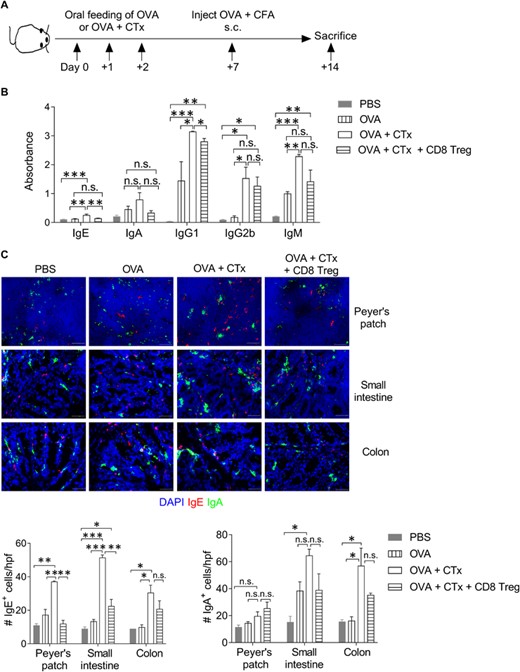 CD8+Foxp3+ Tregs restored OVA-specific oral tolerance. (A) Schematic presentation of the experimental strategy. CD45.1 congenic mice were orally fed with 3 consecutive doses of OVA (25 mg/dose) with or without CTx (5 μg/dose). On day 7, mice were immunized with OVA (100 μg) in complete Freund's adjuvant (CFA) subcutaneously. TGF-β + Aza-induced CD8+Foxp3gfp+ Tregs (3 × 105 cells/mouse) were adoptively transferred in OVA + CTx treated group. On day 14, mice were sacrificed, and blood, Peyer's patch, intestine, and colon were harvested and used for analysis. (B) OVA-specific immunoglobulins in the serum were measured using ELISA. Absorbance values of IgE, IgA, IgG1, IgG2b, and IgM are plotted. n = 3–4 mice/group. (C) On day 14, Payer's patch, small intestine, and colon were collected, snap-frozen in OCT, and 7-μm thick tissue sections were stained for IgE (red), IgA (green), and nuclear stain DAPI (blue). Original magnification 400×. Representative images are shown. n = 3-4 mice per group. The bar graph shows the average count of IgE+ cells/hpf (left) and IgA+ cells/hpf (right). Error bar represents ± sem. Statistics were calculated using one-way ANOVA with Tukey's correction. *p < 0.05; **p < 0.01; ***p < 0.001; n.s. not significant