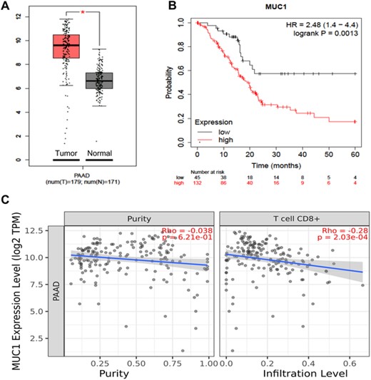 Expression of tumor-associated antigen (TAA) MUC1 in pancreatic cancer tissues and its association with prognosis in patients with pancreatic cancer. (A) Comparison of MUC1 expression in pancreatic cancer (red) and normal tissues (gray) via the GEPIA database; (B) association of MUC1 expression with prognosis in pancreatic cancer patients using the Kaplan–Meier Plotter database; (C) association of MUC1 expression with tumor purity (left) and with the infiltration level of CD8+ T cells (right) in pancreatic cancer using the TIMER database. *p < 0.05, **p < 0.01, ***p < 0.001.