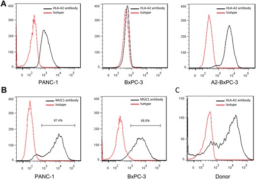 MUC1 and HLA-A2 molecule expression in pancreatic cancer cell lines. (A) HLA-A2 molecule expression in pancreatic cancer cell lines; (B) MUC1 expression in pancreatic cancer cell lines; (C) HLA-A2 molecule expression in PBMCs from health volunteers. A and B are representative of 3 independent experiments.