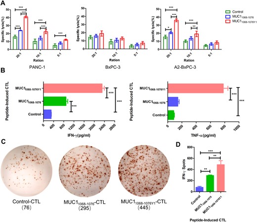Cytotoxicity of MUC1 epitope-specific CTLs against pancreatic cancer cell lines. (A) MUC1 epitope-specific CTLs (effector cells) are cocultured with PANC-1, BxPC-3, and A2-BxPC-3 cells (target cells) at effector/target (E/T) ratios of 20:1, 10:1, and 5:1, and the lactate dehydrogenase (LDH) release is measured in the coculture supernatant; (B) MUC1 epitope-specific CTLs (effector cells) are cocultured with PANC-1 cells (target cells) at an E/T ratio of 10:1, and the IFN-γ and TNF-α levels are measured in the coculture supernatant using ELISA; (C) and (D) MUC1 epitope-specific CTLs (effector cells) are cocultured with PANC-1 cells (target cells) at an E/T ratio of 5:1, and the number of IFN-γ spot-forming cells is measured in the coculture supernatant using the ELISpot assay; (C) representative plots of IFN-γ spot-forming cells; (D) statistical comparison of the number of IFN-γ spot-forming cells among groups. C is representative of 3 independent experiments. In A, B, and D, data are expressed as mean ± s.d. from 3 independent experiments. *p < 0.05, **p < 0.01, ***p < 0.001.