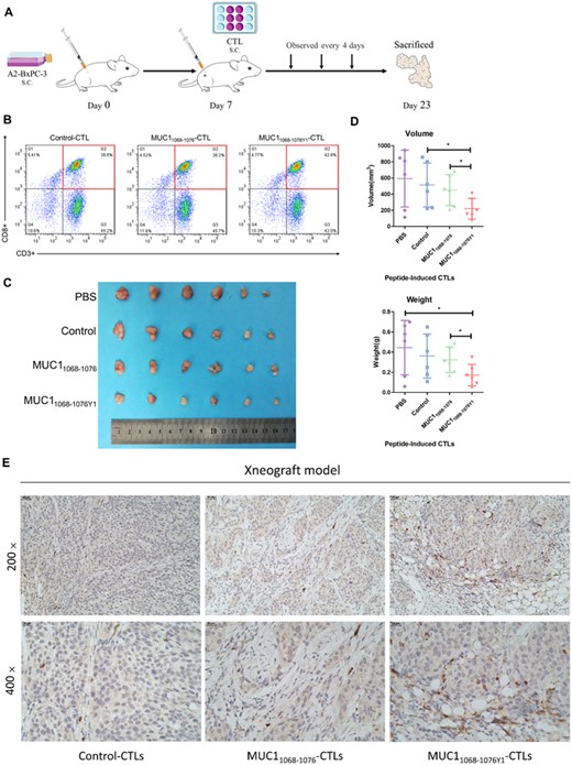 MUC1 epitope-specific CTLs suppress pancreatic cancer cell growth in vivo. The xenograft tumor model is established in NOD/SCID mice at ages of 4–5 weeks. If the tumor size grows to 0.5‒4 mm3, CTLs are injected into peri-tumor regions at an E/T ratio of 2:1, and the tumor growth is recorded once every 4 days. If the tumor volume grows to approximately 1000 mm3 in the PBS group, mice are euthanatized. The xenograft tumors are resected, measured, and weighed. The tumor volume is calculated using the formula: tumor volume (mm3) = a × b2/2, where a indicates the tumor length and b is the tumor width. (A) The protocol for assessment of the CTLs treatment regimens in a xenograft tumor model; (B) MUC1 epitope-specific T cells were analyzed by flow cytometry (FACS) in terms of the purity of those CTLs; (C) comparison of xenograft tumor sizes among groups; (D) statistical comparison of volumes and wet weights of xenograft tumors. The horizontal coordinate indicates CTLs groups, and the vertical coordinate indicates the volumes and wet weights of xenograft tumors. (E) Representative immunohistochemical staining of CD8 in subcutaneously transplanted tumor tissues. Scale bars, 40 μm (top) and 20 μm (bottom). The figure shows the data of a representative experiment. The tumor volume and weight are expressed as mean ± s.d. from mice in each group (n = 3). *p < 0.05, **p < 0.01, ***p < 0.001.