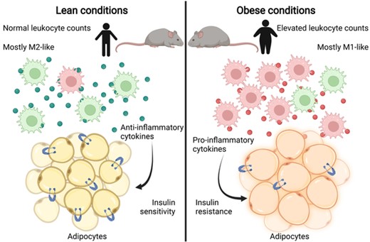 Spectrum of adipose tissue macrophage states in lean and obese conditions. Under lean conditions, ATMs are predominantly polarized toward an M2-like state, releasing mostly anti-inflammatory cytokines. Adipocytes maintain normal insulin sensitivity in lean conditions. Under obese conditions, there is an increase in the number of macrophages, primarily polarized toward an M1-like state. These ATMs secrete proinflammatory cytokines, contributing to inflammation and insulin resistance in adipocytes