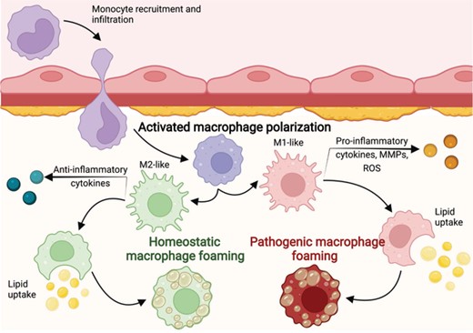 Homeostatic and pathogenic foaming programs. Circulating monocytes are recruited to atherosclerotic lesions and are activated after infiltration. The monocyte–macrophages can be activated anywhere along the M1/M2 spectrum, after which some will scavenge lipids and become foam cells. Inflammatory macrophages will undergo the pathogenic foaming program, while noninflammatory macrophages will follow the homeostatic foaming program