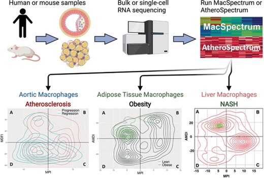 MacSpectrum and AtheroSpectrum workflow. Gene expression data from human or mouse monocyte-derived cells is input into the web tool or R package. MacSpectrum and AtheroSpectrum will calculate the MPI, AMDI, or MDFI scores to indicate the polarization, activation state, or foaming state of the cells, allowing for further characterization of cells and subpopulations