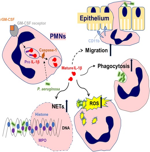 Recombinant GM-CSF enhances the bactericidal ability of PMNs by ...