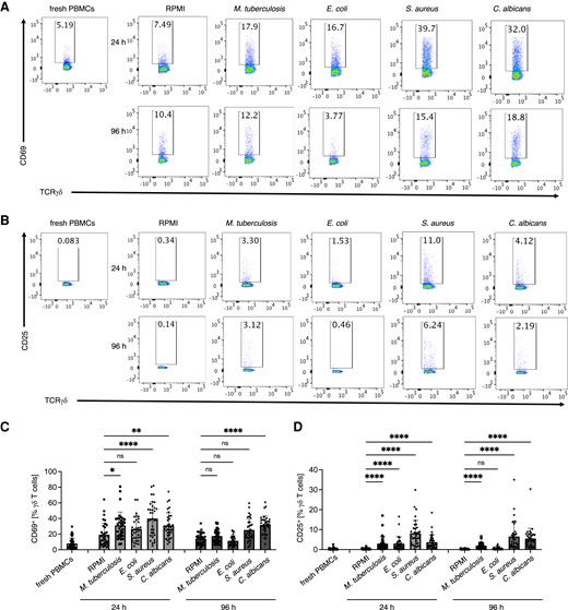 Human peripheral blood γδ T cells upregulate activation markers: CD25 and CD69 in response to M. tuberculosis, E. coli, S. aureus, and C. albicans as early as 24 h after in vitro cultures. (A) Flow cytometry analysis of CD69 expression on γδ T cells in PBMC cultures stimulated in vitro with RPMI alone or with indicated heat-killed pathogens assessed before (0 h), 24 h, and 96 h after stimulation. PBMCs were gated for CD45+CD3+TCRγδ+ cells and representative dot plots are shown. (B) Cumulative data of percentage of CD69+ among γδ T cells assessed as in A. (C) Flow cytometry analysis of CD25 expression on γδ T cells assessed as in A. (D) Cumulative data of percentage of CD25+ among γδ T cells assessed as in C. Friedman test, P value <0.05 (*), <0.01 (**), <0.001 (***), or <0.0001 (****); n = 34.