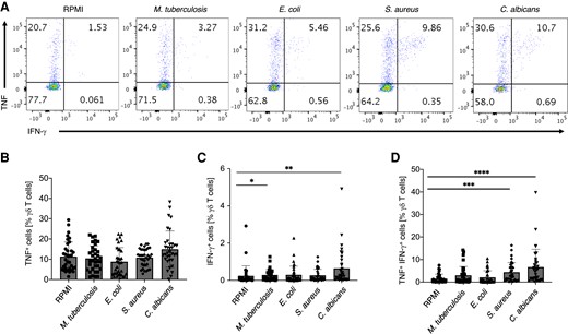 S. aureus and C. albicans are the most potent inducers of cytokine production by peripheral blood γδ T cells. Human PBMCs were stimulated as in Fig. 1. TNF and IFN-γ cytokine production by γδ T cells was assessed by intracellular staining at day 4 of culture upon restimulation with anti-CD3/CD28 for 4 h. PBMCs were gated for CD45+CD3+TCRγδ+ cells and representative dot plots are shown. (A) Representative dot plots of TNF and IFN-γ expression by γδ T cells in response to indicated stimuli. (B) Cumulative data of percentage of TNF+ IFN-γ− γδ T cells assessed as in A. (C) Cumulative data of percentage of TNF− IFN-γ+ γδ T cells assessed as in A. (D) Cumulative data of percentage of TNF+ IFN-γ+ γδ T cells assessed as in A. Friedman test, P value <0.05 (*), <0.01 (**), <0.001 (***), or <0.0001 (****); n = 34.