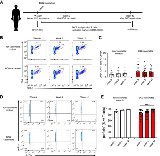 BCG vaccination in adults enhances perforin production by γδ T cells. (A) Schematic representation of the experimental setup for γδ T-cell characterization in BCG-vaccinated volunteers. (B) Flow cytometry analysis of CD3+TCRγδ+ T cells among CD45+ cells in peripheral blood of unvaccinated controls and BCG-vaccinated volunteers before (week 0) vaccination and 2 wk (week 2) and 3 mo (week 12) after vaccination; gated CD45+ cells. (C) Cumulative percentages of CD3+TCRγδ+ T cells assessed as in B. (D) Representative flow cytometry dot plots. (E) cumulative percentages of perforin-producing γδ T cells (nonvaccinated controls, n = 2; BCG vaccinated, n = 15).