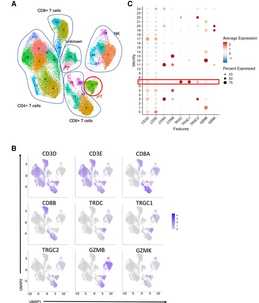 Overview of γδ T cells in the 300BCG data set at day 0 before BCG vaccination and 3 mo postvaccination. (A) UMAP of CD4T, CD8T, and NK cells from 300BCG. (B) FeaturePlot of γδ T marker (CD3D, CD3E, TRDC, TRGC1, TRGC2, GZMB, GZMK) expression distribution. (C) γδ T marker expression level in each cluster.