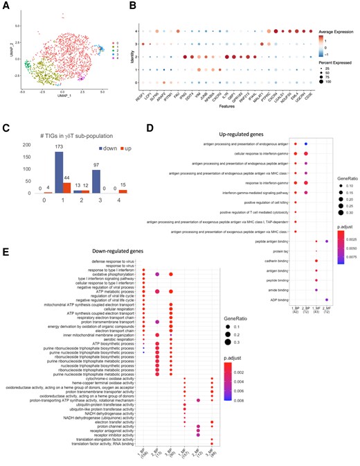 Trained immunity characteristics of γδ T cells. (A) UMAP γδ T-cell subpopulation after being trained by BCG assessed 3 mo postvaccination. (B) Markers of identified subpopulations. (C) The number of TIGs in each subpopulation. (D) GO enrichment of upregulated TIGs. (E) GO enrichment of downregulated TIGs.