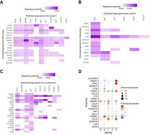 Putative γδ T-cell interactions with monocytes assessed by scRNA-seq in PBMC cultures 3 mo after BCG vaccination. (A) Cell–cell interaction between monocytes (senders) and γδ T cluster 1 (receiver). (B) Cell–cell interaction between monocytes (senders) and γδ T cluster 2 (receiver). (C) Cell–cell interaction between γδ T subpopulation (senders) and monocytes. (D) The expression level of potential ligands in each γδ T-cell subpopulation.