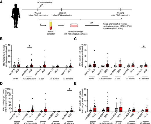 BCG vaccination displays a tendency to induce innate immune memory in peripheral blood γδ T cells. (A) Experimental layout of the BCG vaccination trial. (B) Fold change of TNF-producing γδ T cells 2 wk after BCG vaccination over week 0 before vaccination. (C) Fold change of IFN-γ–producing γδ T cells 2 wk after BCG vaccination over week 0 before vaccination. TNF+ and IFN-γ+ γδ T cells were assessed by flow cytometry 96 h after in vitro culture with indicated pathogens or RPMI medium alone. (D) Fold change of IFN-γ–producing γδ T cells 12 wk after BCG vaccination over week 0 before vaccination. (E) Fold change of TNF-producing γδ T cells 12 wk after BCG vaccination over week 0 before vaccination. IFN-γ+ and TNF+ γδ T cells were assessed by flow cytometry 96 h after in vitro culture with indicated pathogens or RPMI medium alone. Mann–Whitney test, *P < 0.05. Nonvaccinated volunteers, n = 6; BCG-vaccinated volunteers, n = 26.