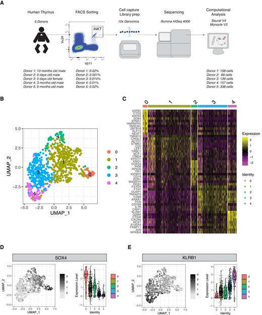 Single-cell transcriptomic analysis reveals heterogeneity of human thymic iNKT cells. (A) Schematic representation of the experimental pipeline. (B) UMAP plot of scRNA-seq data showing distinct clusters of human thymic iNKT cells. (C) Single-cell heatmap representing the 10 most highly differentially expressed genes in human thymic iNKT cell clusters. Expression for each gene is scaled (z-scored) across single cells. (D, E) Relative expression and normalized counts of SOX4 (D) and KLRB1 (E) in human thymic iNKT cell clusters.