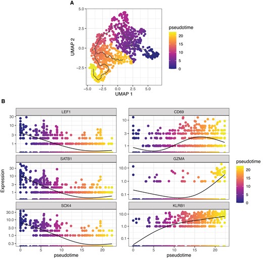 Pseudotime analysis indicates ontological relationship between human thymic iNKT cell clusters. (A) UMAP plot of scRNA-seq data colored by pseudotime. (B) Single-gene normalized expression levels across the pseudotime trajectory. Cells are colored by pseudotime.