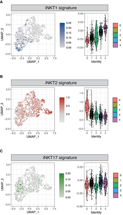 Identification of human iNKT cells expressing an iNKT1 and iNKT2 signature. Normalized expression of iNKT1 (A), iNKT2 (B), and iNKT17 (C) signatures in thymic iNKT cells. Color intensity and violin plots represent the composite expression score of iNKT sublineage-specific gene sets as calculated using Seurat's AddModuleScore function.