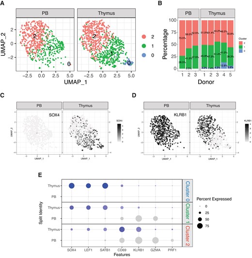 Comparison of human iNKT cells from thymus and peripheral blood. (A) UMAP plot of scRNA-seq data showing distinct clusters of human iNKT cells from thymus and peripheral blood. (B) Stacked plots indicating the proportions of different iNKT cell clusters in samples from human thymus and peripheral blood. (C, D) Relative expression and normalized counts of SOX4 (C) and KLRB1 (D) in human iNKT cell clusters depending on the tissue origin. (E) Bivariable heatmap representing the percentage (circle size) and the intensity (circle color) of expression of genes reflecting iNKT cell development and differentiation depending on the cluster and the tissue origin.
