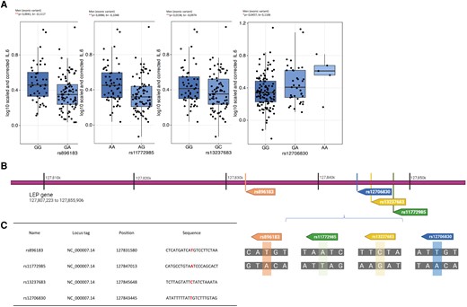 Four identified SNPs in the leptin gene have a significant effect on circulating IL-6 levels in obese men. (A) Boxplots of the exonic genetic variants in the leptin loci rs896183, rs11772985, rs13237683, and rs12706830 indicating the circulating IL-6 levels per genotype (300-OB cohort, n = 302). (B) Position and location of the SNPs in the leptin gene as well as (C) identification of affected nucleotide in the sequence. False discovery rate–corrected data, *P < 0.05, **P < 0.01. For the full list of identified SNPs, see Supplementary Table 1. GeneCards—the human gene database.35,36 Created with BioRender.com.